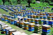 توصیه های به زنبور داران برای مقابله با خشکسالی